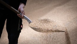 South Notts Monitor Farm: Grain, growth and opportunity